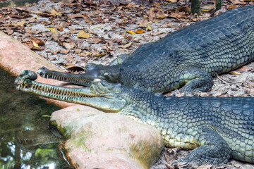 The gharial (Gavialis gangeticus) rests by the pond.
It is a crocodilian in the family Gavialidae, native to sandy freshwater river banks in the plains of the northern part of the Indian subcontinent.