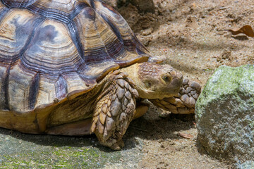 The African spurred tortoise (Centrochelys sulcata) is a species of tortoise, which inhabits the southern edge of the Sahara desert in Africa. It is the third-largest species of tortoise in the world.