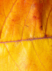 Autumn leaf as an abstract background