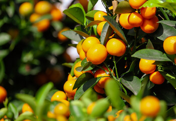 Ripe tangerines on the branches of a tree