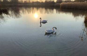 swans on the lake during sun set