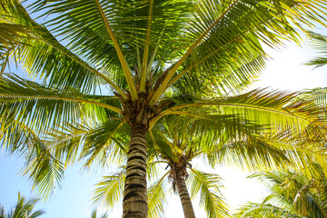 Large green branches on coconut trees against the sky