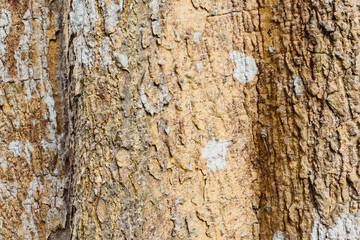 Old tree bark very detailed texture background	