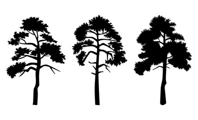 Fototapeta premium Silhouette of three trees with leaves isolated on white background. Tall tree thick trunk crown at height. Decorative vegetation of a city park or garden, forest plant outlines vector illustration