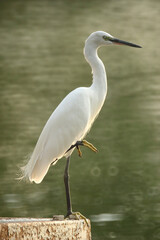 White egret 3