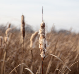 The reed grows near the reservoir