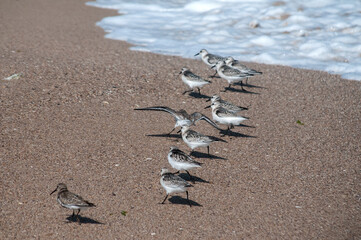 Common sandpipers  Actitis hypoleucos on sand beach water line in sunny summer day