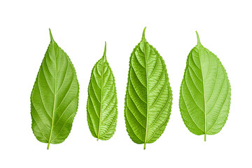Several leaves were placed on a white background.