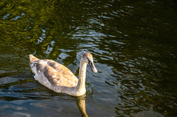 Photo of a baby and young grey swan swimming on a lake during a sunny day