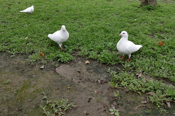 several white pigeons standing on the ground