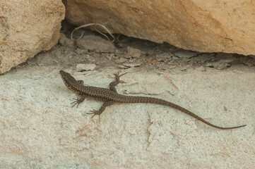 Common lizard closeup among big stonewall stones