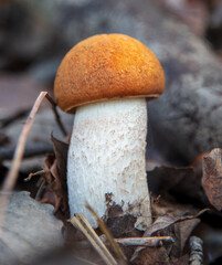 Boletus mushroom grows in the forest.