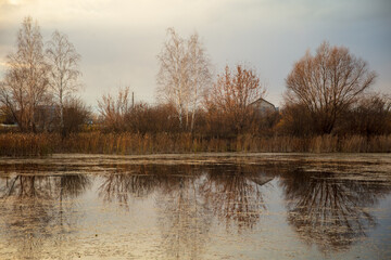 Trees near the lake at sunset.
