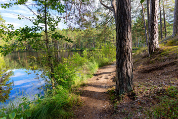 Pine trees in early autumn in the forest on a sunny warm day. Sunlight shines through the branches onto the grass. Latvia