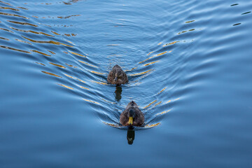 Male and Female American Black Ducks Swimming in the Water