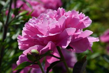 Beautiful bright pink blooming peony in the garden. Flower with beautiful petals close-up.