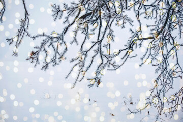 Winter new year christmas concept. Branches in white frost and sparkling lights. Blurred winter natural background.