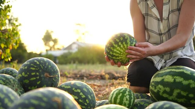 Farmer sorts watermelon on the field. 