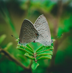 Obraz na płótnie Canvas butterfly on leaf