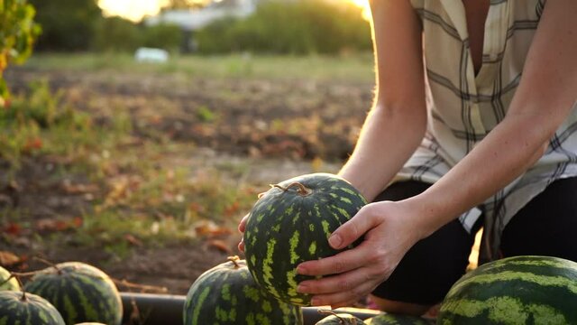 Farmer sorts watermelon on the field. 