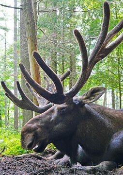 View Of A Bull Moose With Antlers In Maine