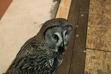 Great gray owl Strix nebulosa sits indoors