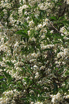 Snowcone japanese snowbell (Styrax japonicus 'Snowcone')