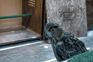 The Eagle owl Bubo bubo sits indoors