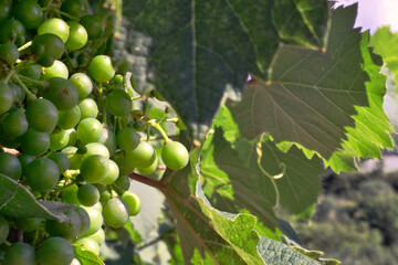 Fototapeta premium The growth of white wine in the fields of Istria, Croatia