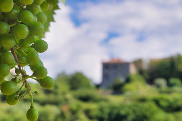The growth of white wine and the silhouette of the smallest city in the world Hum in the hills of Istria, Croatia