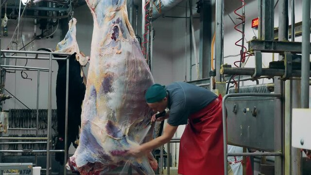 Factory employee is washing a massive meat carcass. Meat processing factory, food production facility.