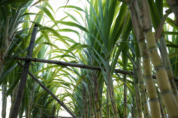 Fototapeta na wymiar Sugarcane plants in growth at field