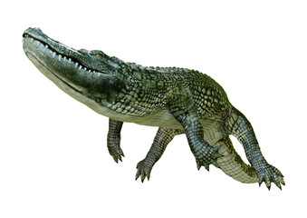 3D Rendering Green Alligator on White