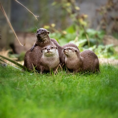A group of Asian small-clawed otters, aonyx cinerea, huddled together.