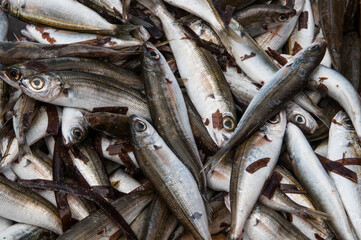 Fresh whitebait on ice at the market