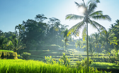 Obraz premium Tegalalang rice terrace, Bali, Indonesia