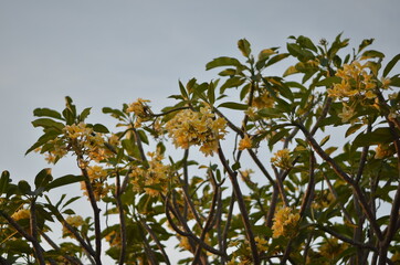 Fototapeta na wymiar Plumeria flower.yellow and white frangipani tropical flora, plumeria blossom blooming on tree.