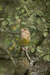 Portrait of a greenfinch (Chloris chloris)