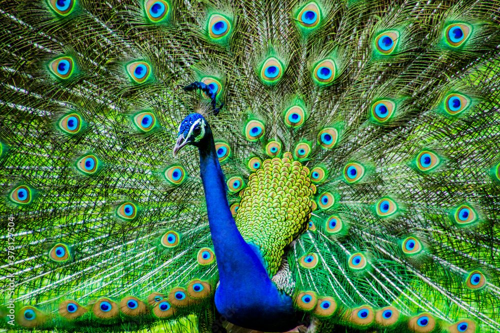 Wall mural Indian Male Peacock