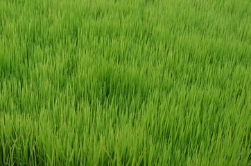 Beautiful green rice plant or grass in the morning in the agricultural field.Baby rice plant for sowing in the field with the hope of good harvest