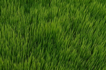 Beautiful green rice plant or grass in the morning in the agricultural field.Baby rice plant for sowing in the field with the hope of good harvest