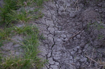 Drought and cracked land in rice fields