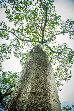 &Aacute;rvore da fam&iacute;lia dos Baob&aacute;s. Local: Parque Nacional do Perua&ccedil;&uacute; - MG.