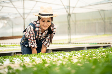 Portrait of young woman farmer harvesting vegetable from hydroponics farm in the morning.Organic fresh vegetable,Farmer working with hydroponic vegetables garden at greenhouse.copy space.