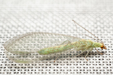 a green lacewing resting on a white window curtain