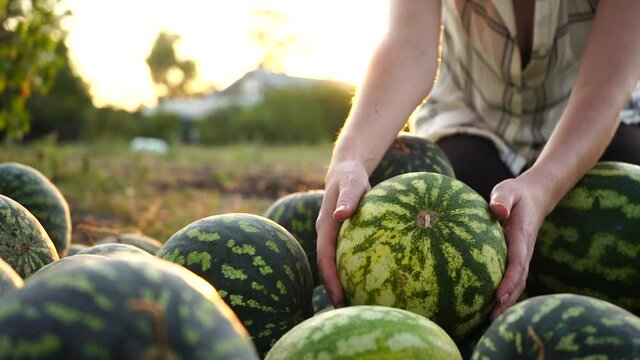 Farmer sorts watermelon on the field. 