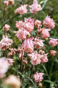 Pink flowers grow in garden. Beautiful flowers fade. The process of aging and wilting. Vertical photo.