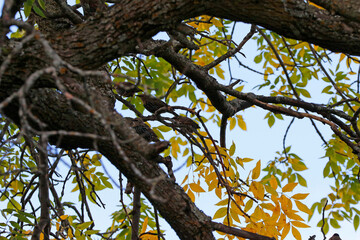 Étourneau sansonnet dans un arbre en automne