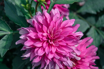 pink dahlia flower