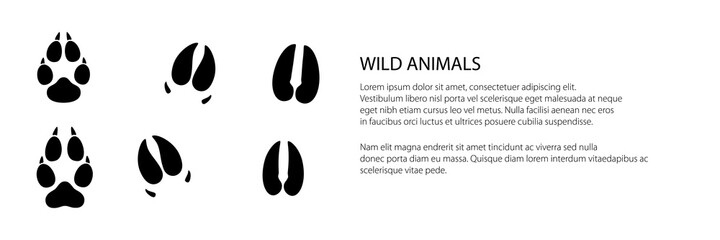 Banner of track of forest animals, traces of a roe deer and a boar and a wolf , vector illustration © serz72